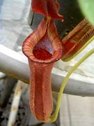 Nepenthes lowii x truncata 3
